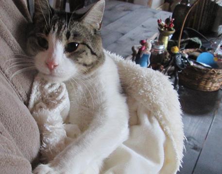 性格花◎！愛護センターの猫ちゃん