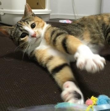 贅沢おしゃれなシマ三毛ちゃん♪