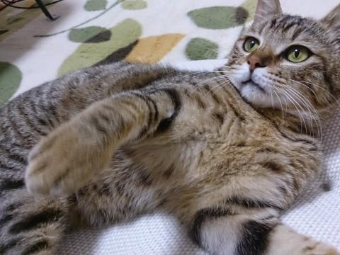 とても元気な男の子です。
