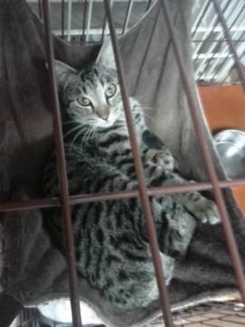 美猫のキジトラちゃんです