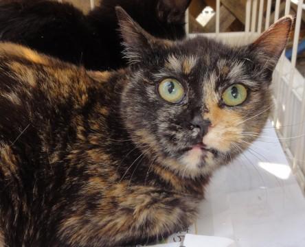 緊急！生後９か月サビ柄女子