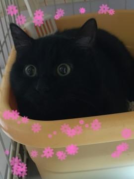 ジャニーズ系可愛い男の子