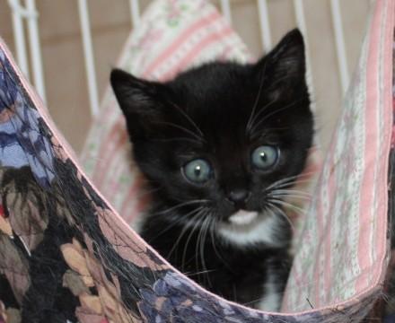 いそぎんちゃくお髭が可愛い?