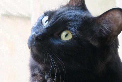 左前脚を失った黒猫ダンテくん