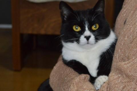 おだやかでとってもいい子