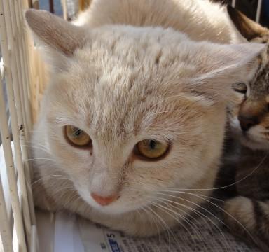 緊急！生後９か月ふくろうみたいな