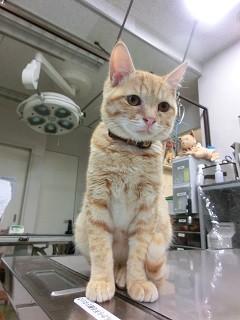 おっとり甘えん坊の茶とらくん！！