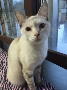 いつまでも子猫気分です♪