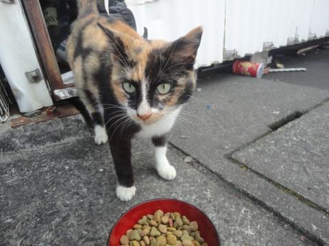 めっちゃ人懐っこい三毛猫ちゃん