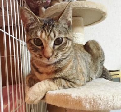 麦わら模様がきれいなゴロスリ猫！