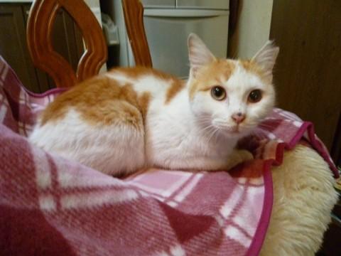 とても性格のいい可愛い猫ちゃん