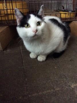 懐っこいダルメシアン柄猫です！