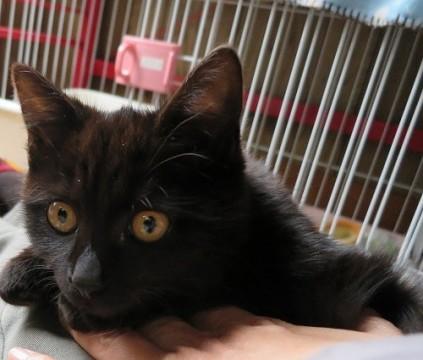 もうすぐ４か月黒猫ちびっこ嬢