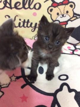 可愛いお顔の黒猫ちゃん