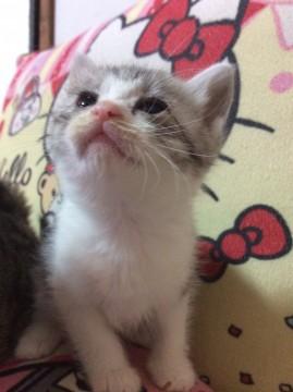 可愛い、さばしろ猫ちゃん