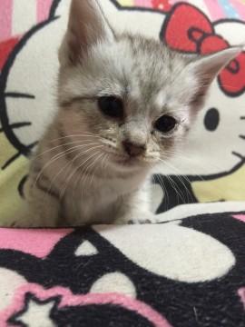 可愛いお目めのさば柄ちゃん