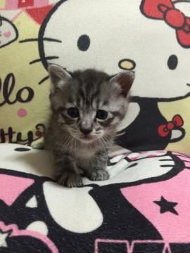 可愛いお顔のサバトラちゃん