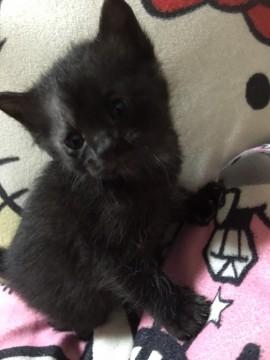 可愛いくて、尻尾長い黒猫ちゃん
