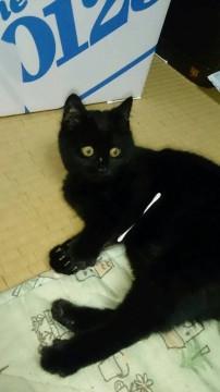ちび黒ちゃん