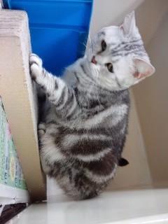 一人暮らしの飼い主さんが手離した猫ちゃん