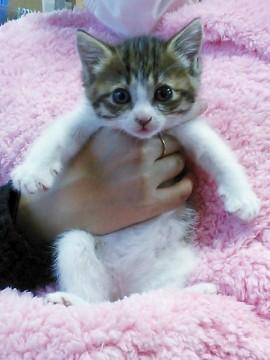 子猫のようがちゃんは女の子