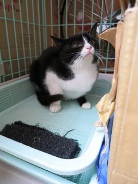 ５か月位の黒白お嬢さん