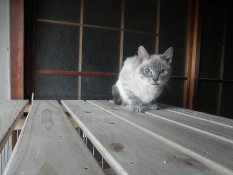 里親募集中⑥