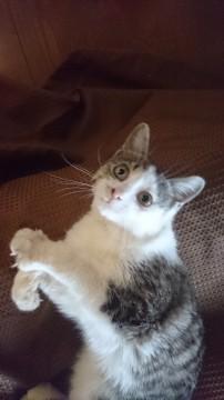 人なれしすぎのちびちゃん?