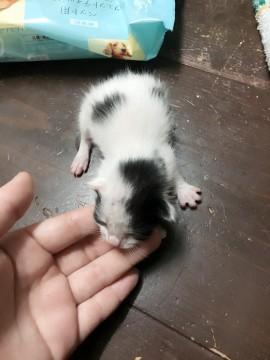 パンダ柄の可愛い男の子