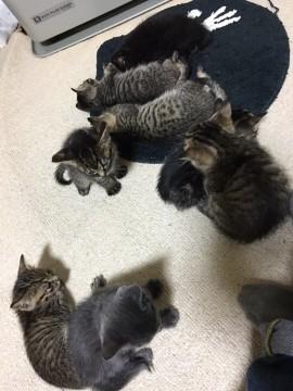 サバ、キジ、黒、グレーの8匹子猫