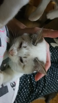 白と薄茶が混ざってる子猫です。