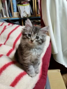 里親さん募集です。