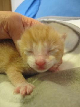 赤ちゃん茶白　授乳中