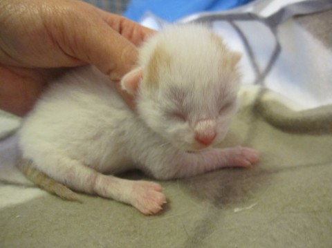 赤ちゃん白茶　授乳中