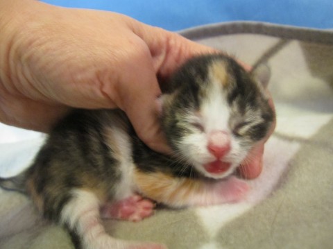 赤ちゃん縞三毛　授乳中