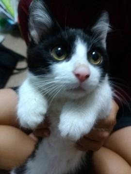 里親さん募集です。