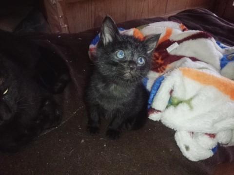 人なつっこい黒猫ちゃん