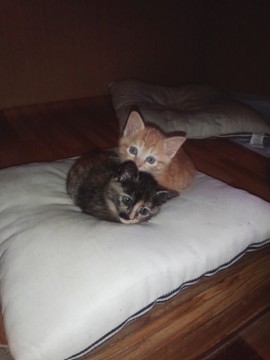 遊ぶの大好きお利口サビ猫ちゃん