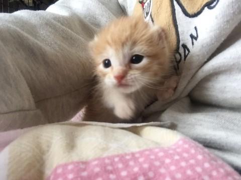 生後14日 おめめ開きました