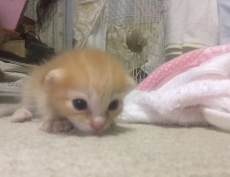 生後14日 おめめ開きました