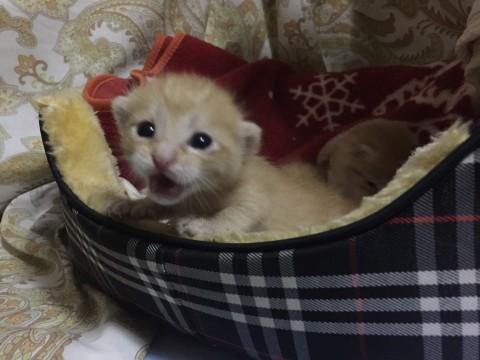 生後14日 おめめ開きました