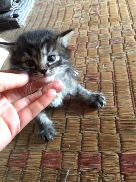＊野良子猫＊生後およそ1ヶ月キジトラ
