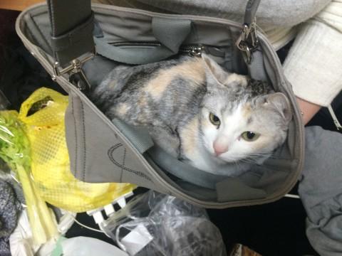 メス猫