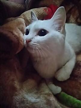 お問い合わせ多数にて一旦停止致します。