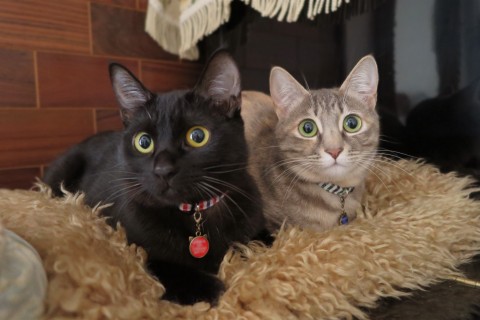 仲良し美人姉妹