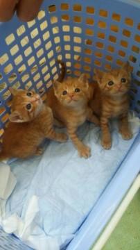 保健所よりレスキューの乳飲み子茶トラ