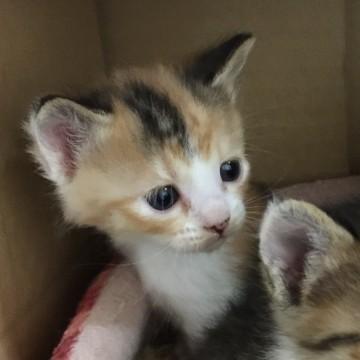 賢そうな三毛猫ちゃん