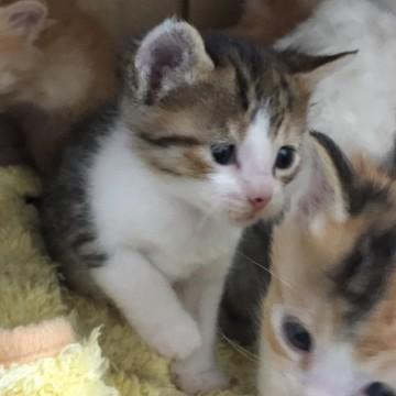 小ぶりな子猫ちゃん