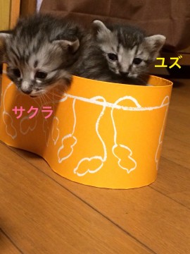 半長毛？サバトラちゃん＊