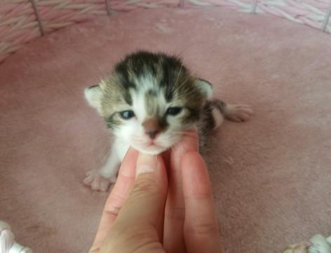 4/5生まれの子猫　キジシロ１